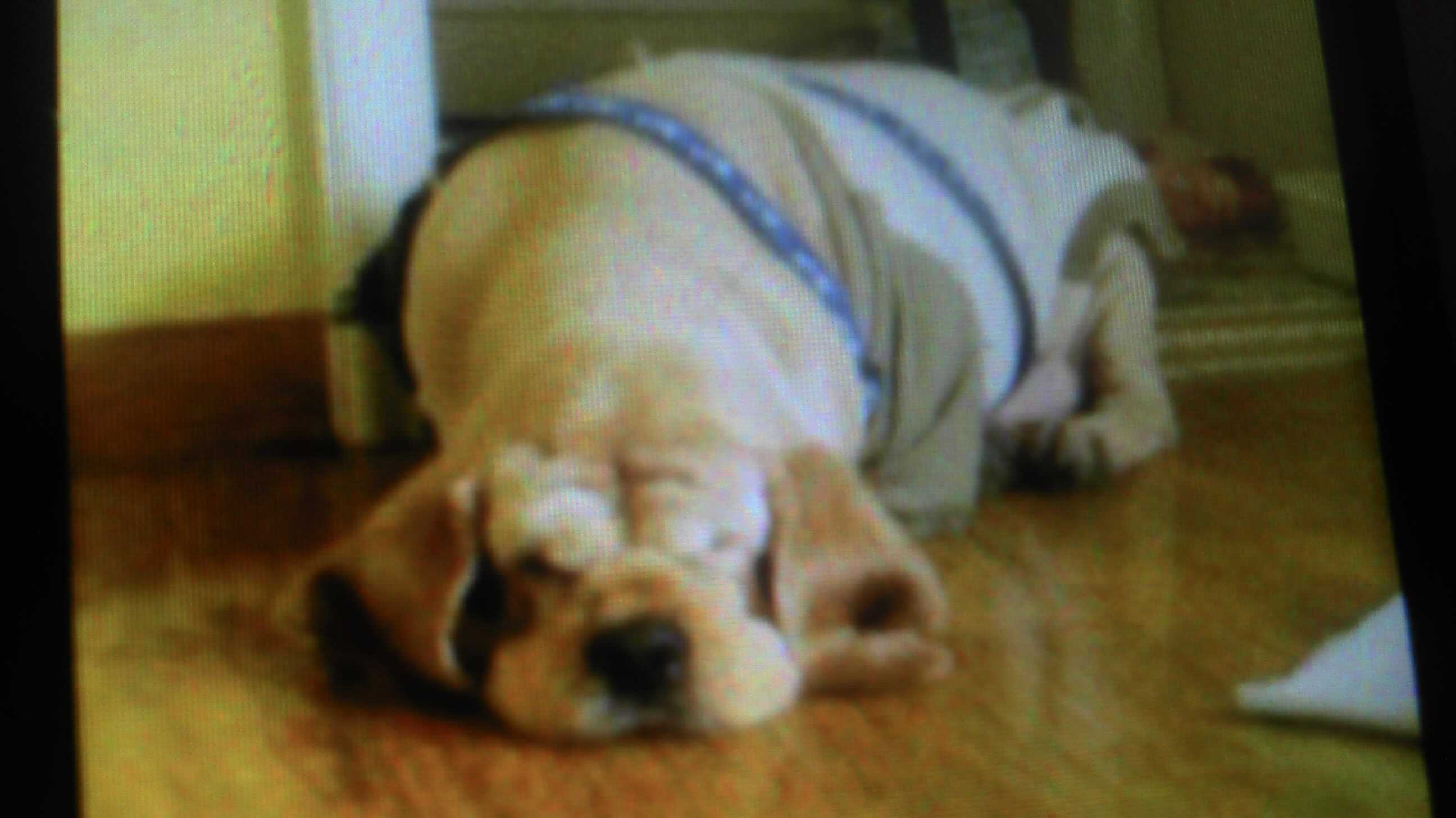 신정1동제일시장근처에서 금색체인목걸이 찬 코카 스파니엘 찾습니다.