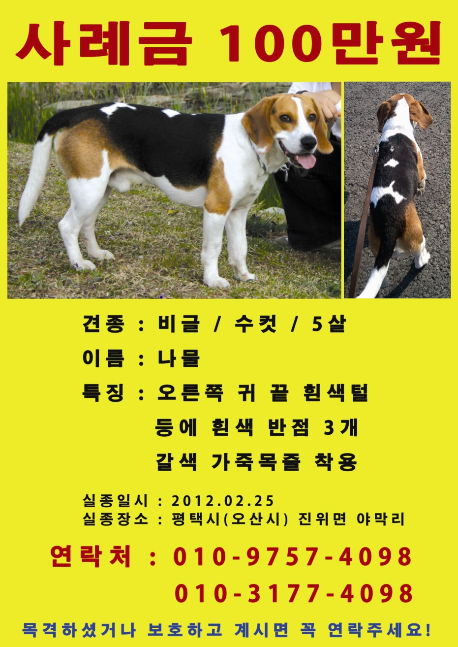 오산/평택 인근에서 실종된 비글 나물이를 찾습니다