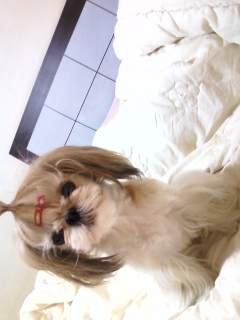 수원.세류2동아리아리피씨방 쪽 시츄