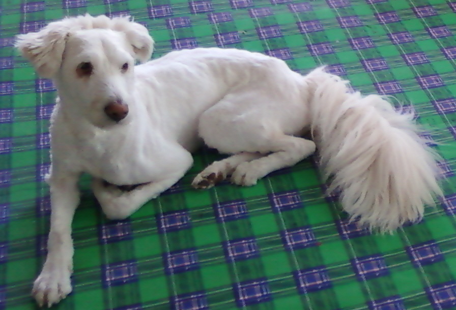 성남 수정구 시흥동 동산마을에서 실종된 하얀 삽살개 "곰돌이"를 찾습니다.