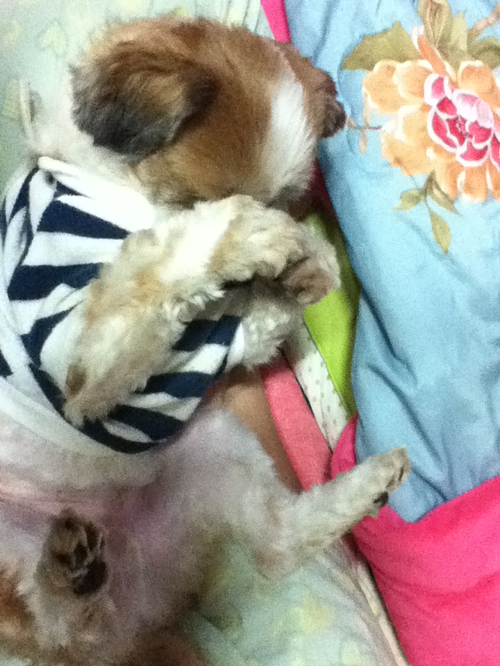 서울/관악구/남현동 시츄 수컷 몽이를 찾습니다.