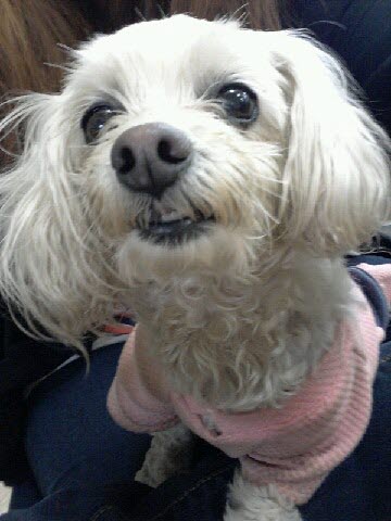 경주 말티즈 여아 보호하고 있습니다.