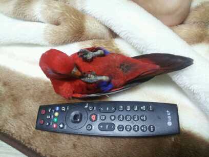 잃어버린빨간앵무새(레드로리)를찾습니다....