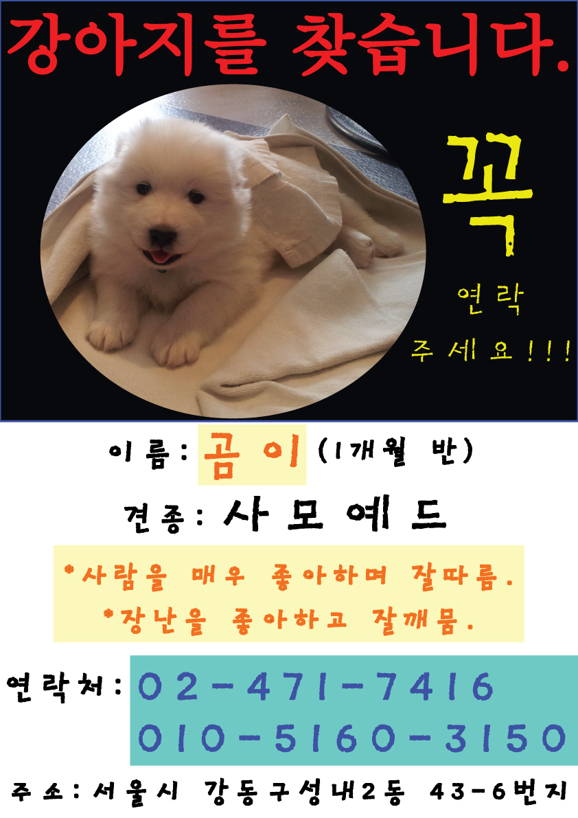 1개월 반, 사모예드를 찾습니다!