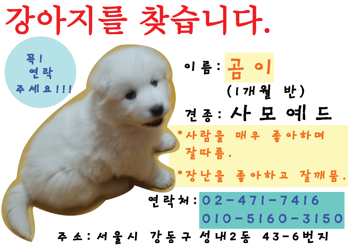 1개월 반, 사모예드를 찾습니다!