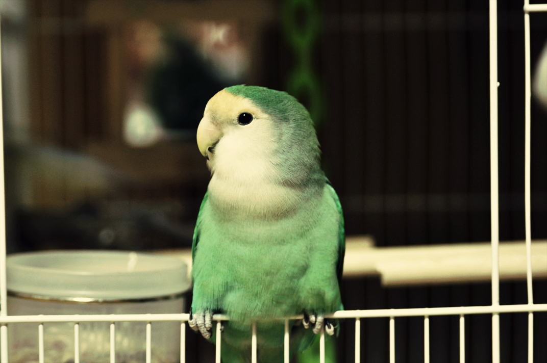 서울 논현역 부근에서 소형앵무가 날아갔습니다.