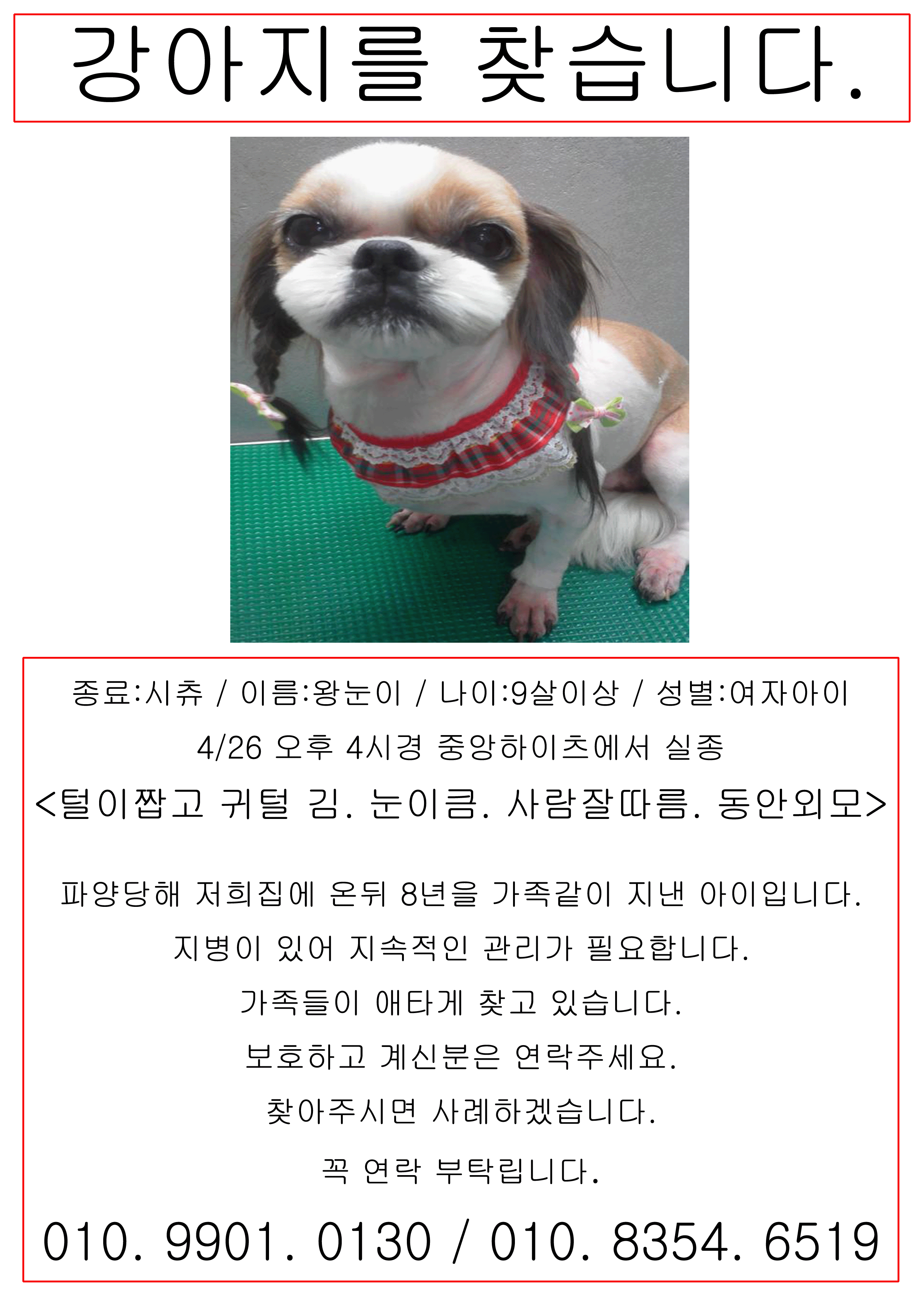 중랑구 신내동 시츄 여아 찾습니다.