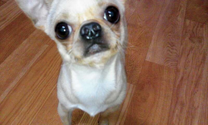 수컷 갈색 치와와 제발 도와주세요