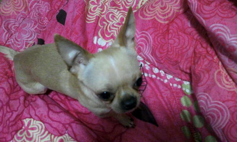 수컷 갈색 치와와 제발 도와주세요