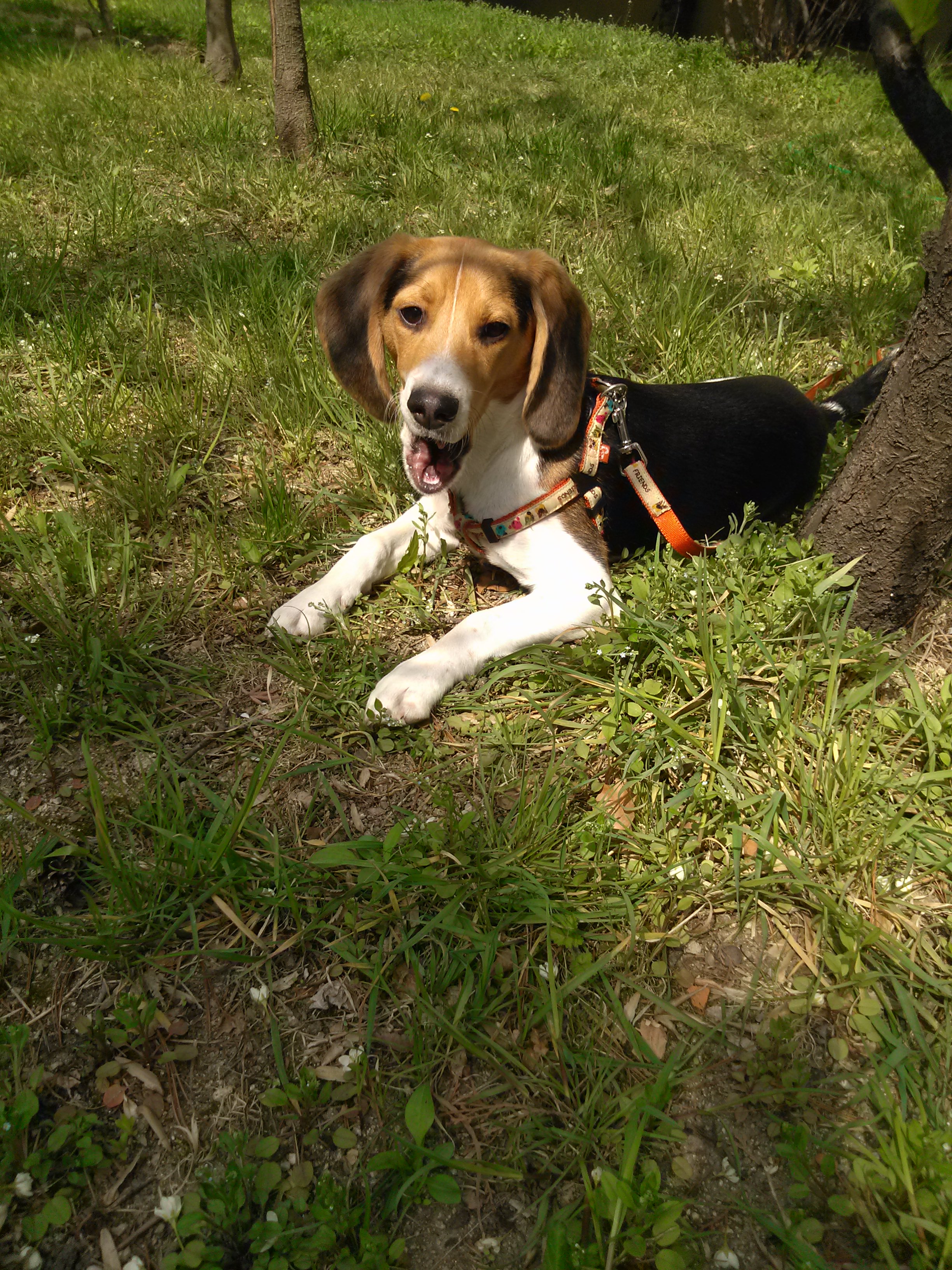 노원구 상계고등학교 맞은편에서 분실한 비글이 애타게 찾습니다~!!