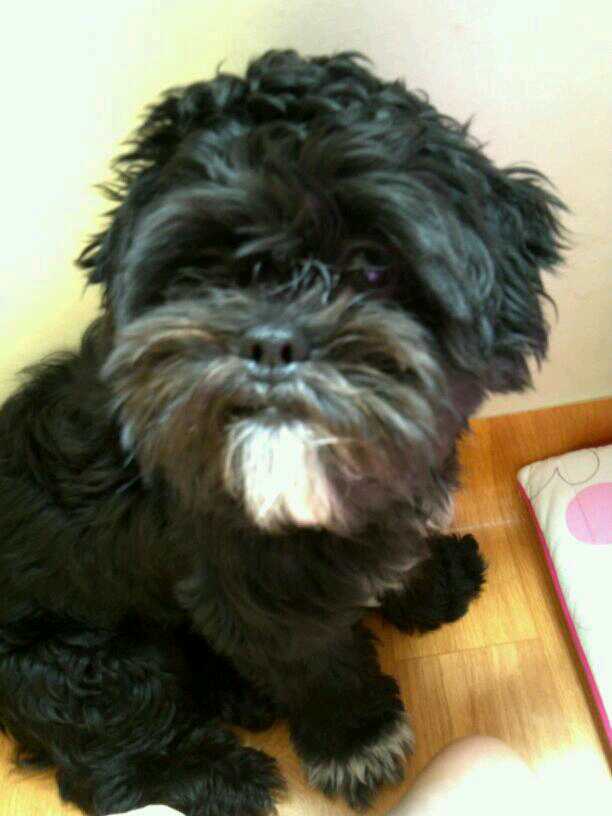 경기 시흥시 정왕동 다원 유치원 부근 주택가에서 잃어 버린 강아지를 찾아요ㅠㅠ