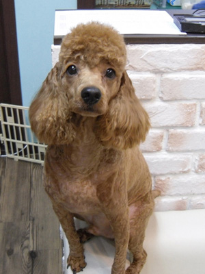 [D12-025관외]전주인의 임신으로 인해 입양가야 하는 웅이