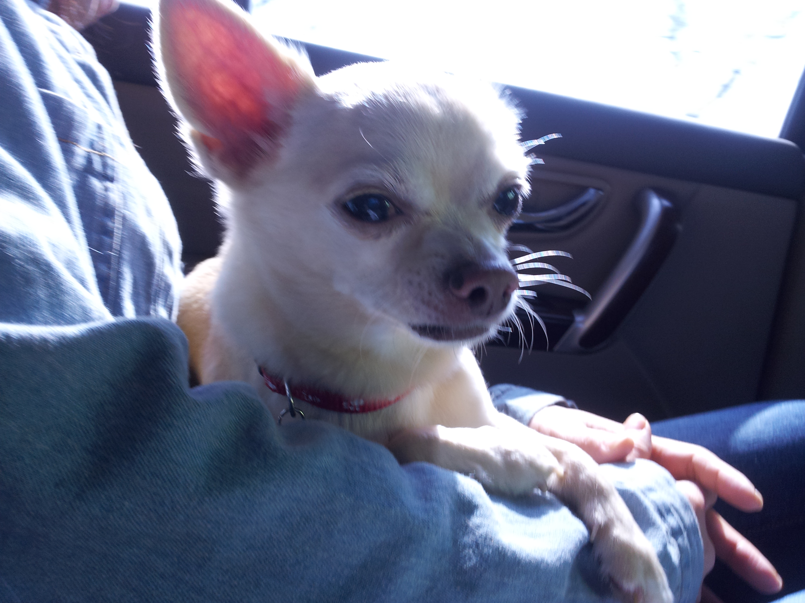 치와와 찾아주세요