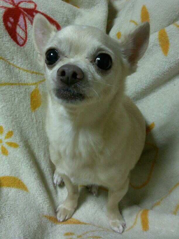 치와와 찾아주세요