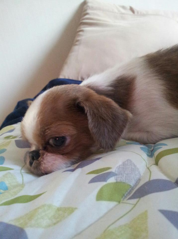 2틀유기된 저희가족테리를찾습니다!!(긴급)