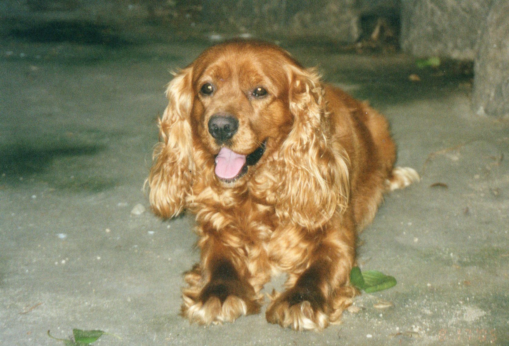 서울시 서대문구 연희동 신한은행 앞 버스정류장에서 개를 잃어버렸어요ㅠㅠ
