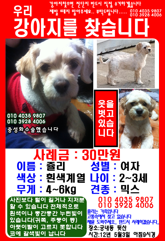 도와주세요!! 믹스견입니다.