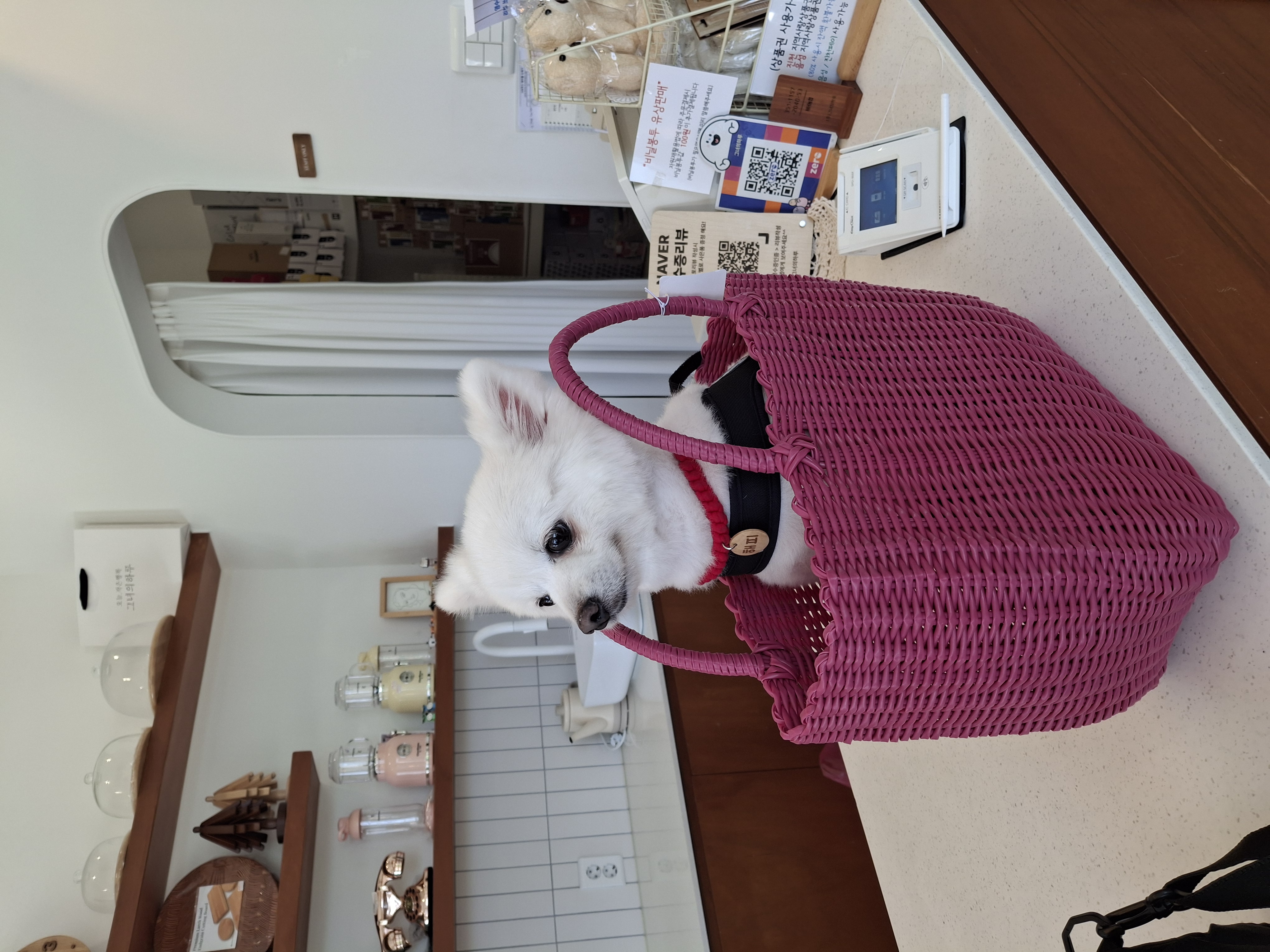 껌딱지 해피(뽀해)