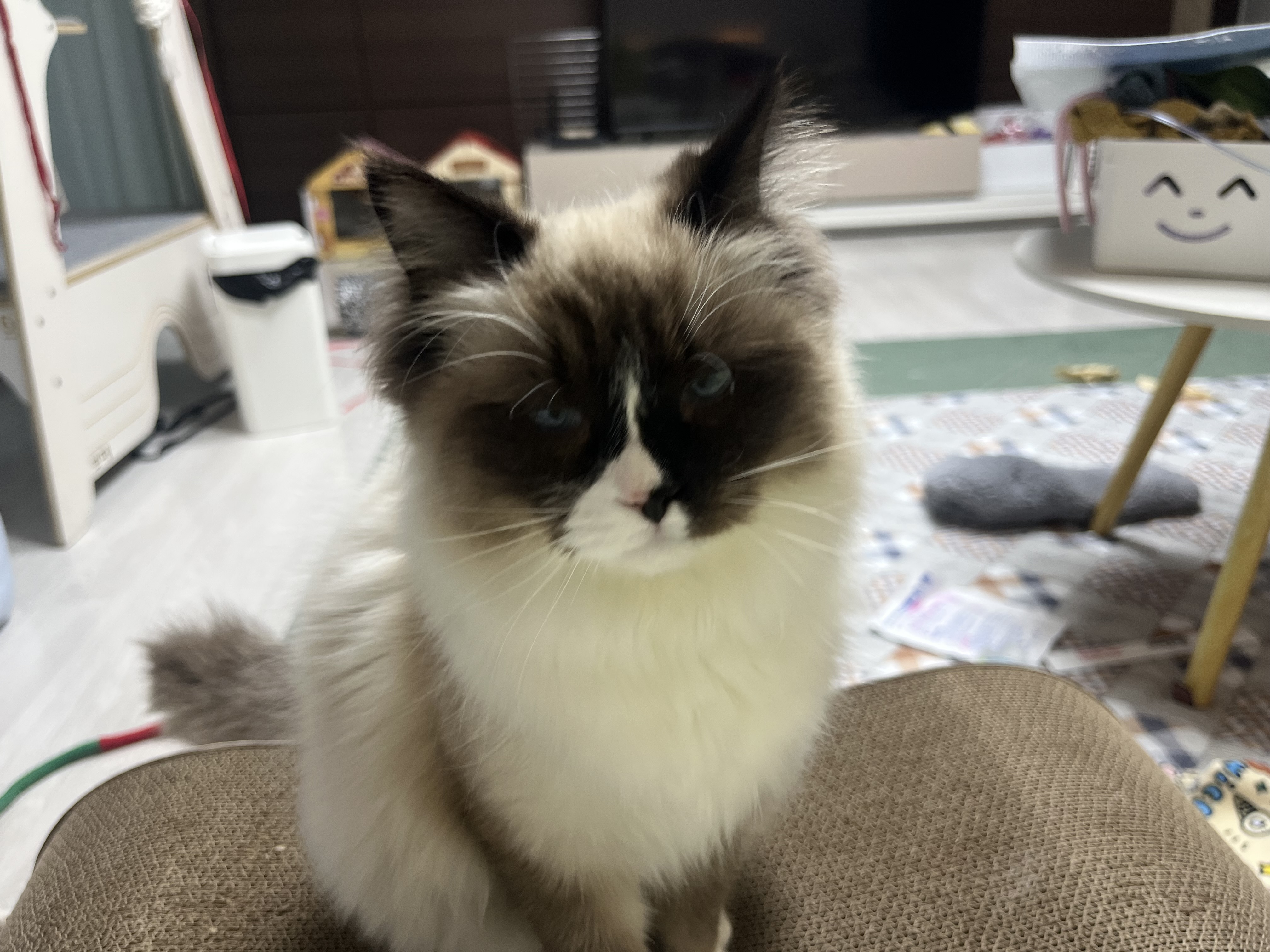 나는 산호 청소년 고양이에요