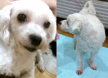 수원시 영통구 황골주공1단지 - 말티즈 수컷 중성화 - 아지를 찾습니다. 