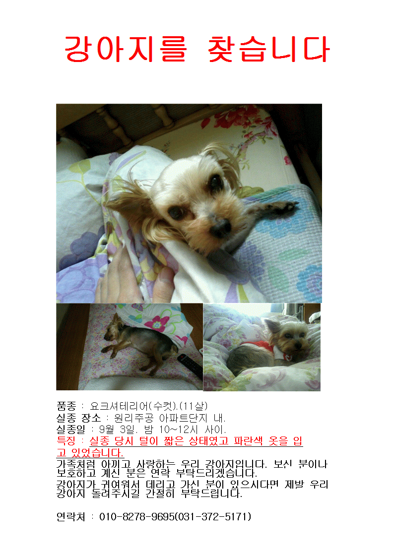 경기도 오산 요크셔테리어 찾습니다!