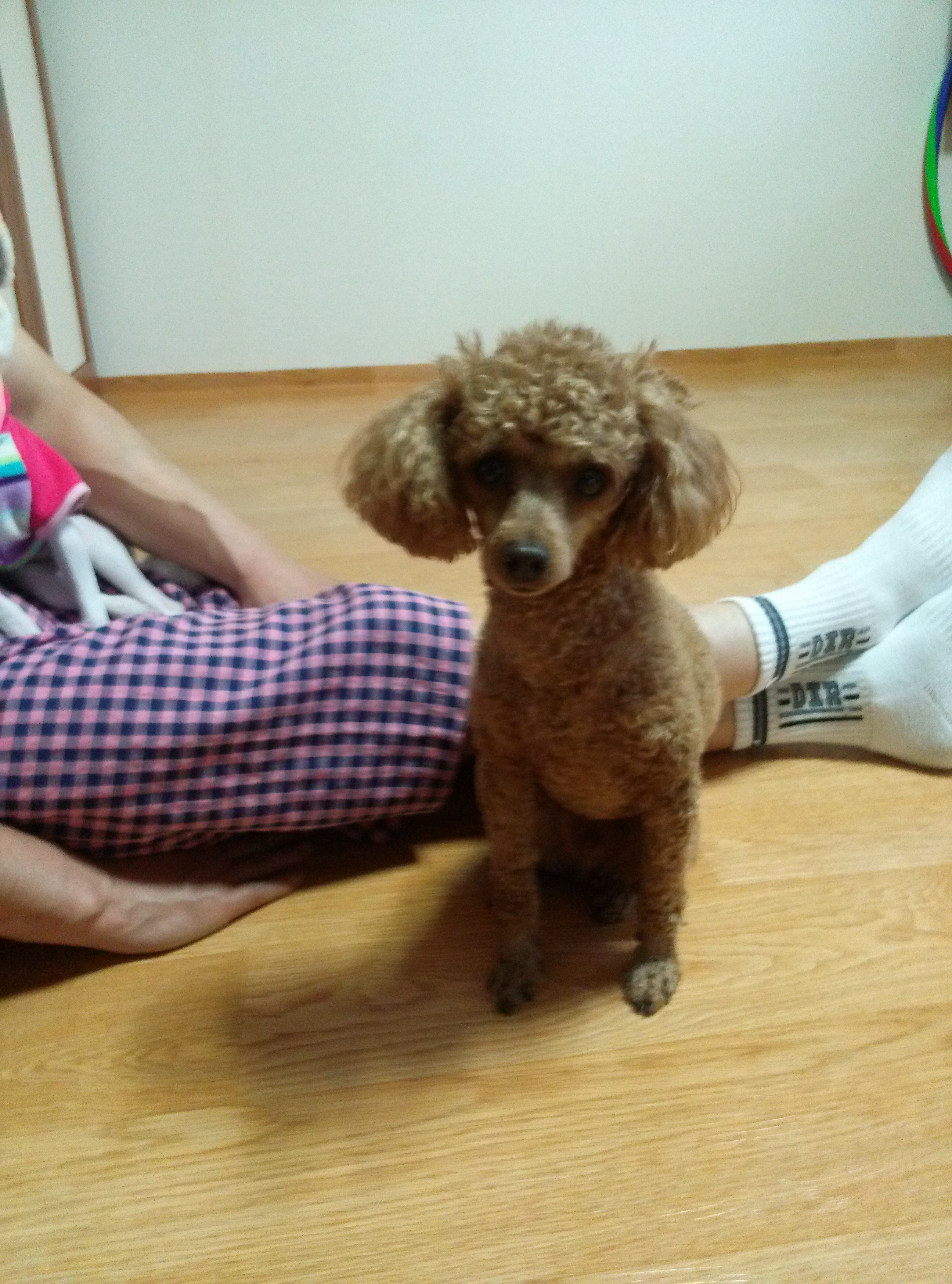 호빵이를 찾습니다.(인천 청천동)