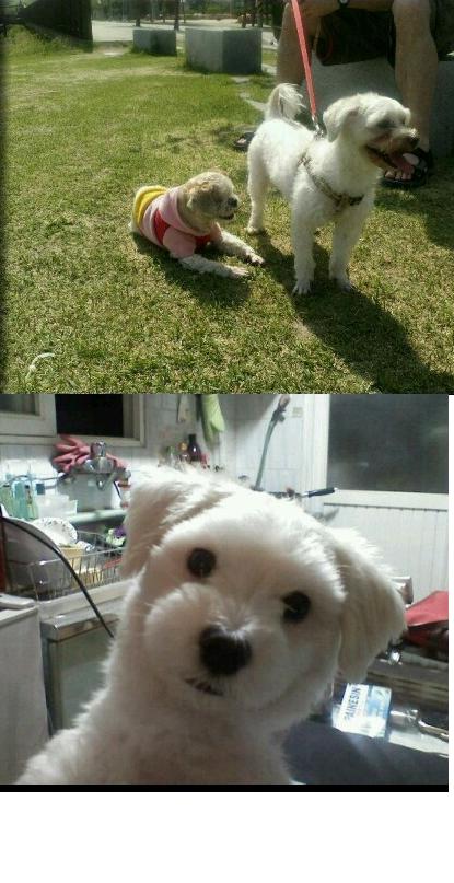 말티즈 찾습니다(서울 용산구)