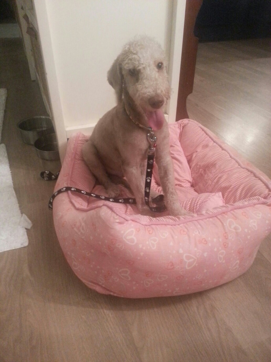 경기도 파주시 가구단지 근처 강아지 찾아요!!