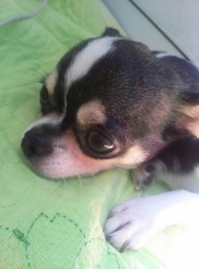 서울 종로구 숭인동 치와와를 찾습니다