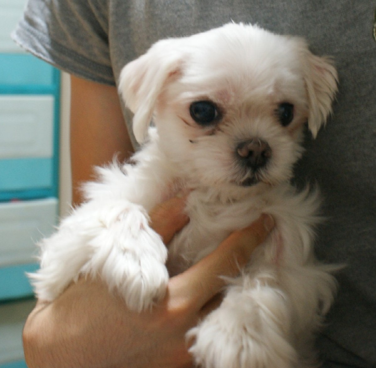 대전 중구 문화동/9.19/말티즈 찾습니다.