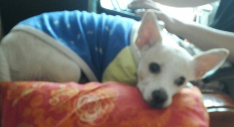 경기도 군포시 대야미동에서 흰색 수컷 믹스견 실종되었어요. 