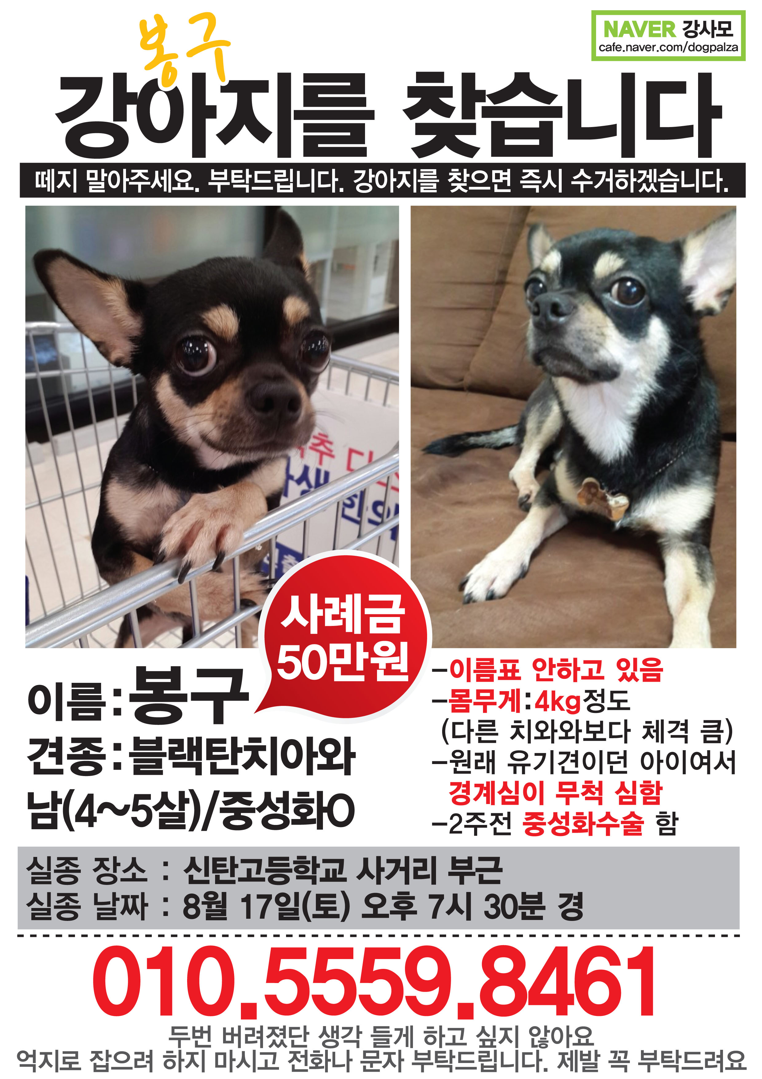 대전 신탄진 블랙탄 치와와 찾습니다