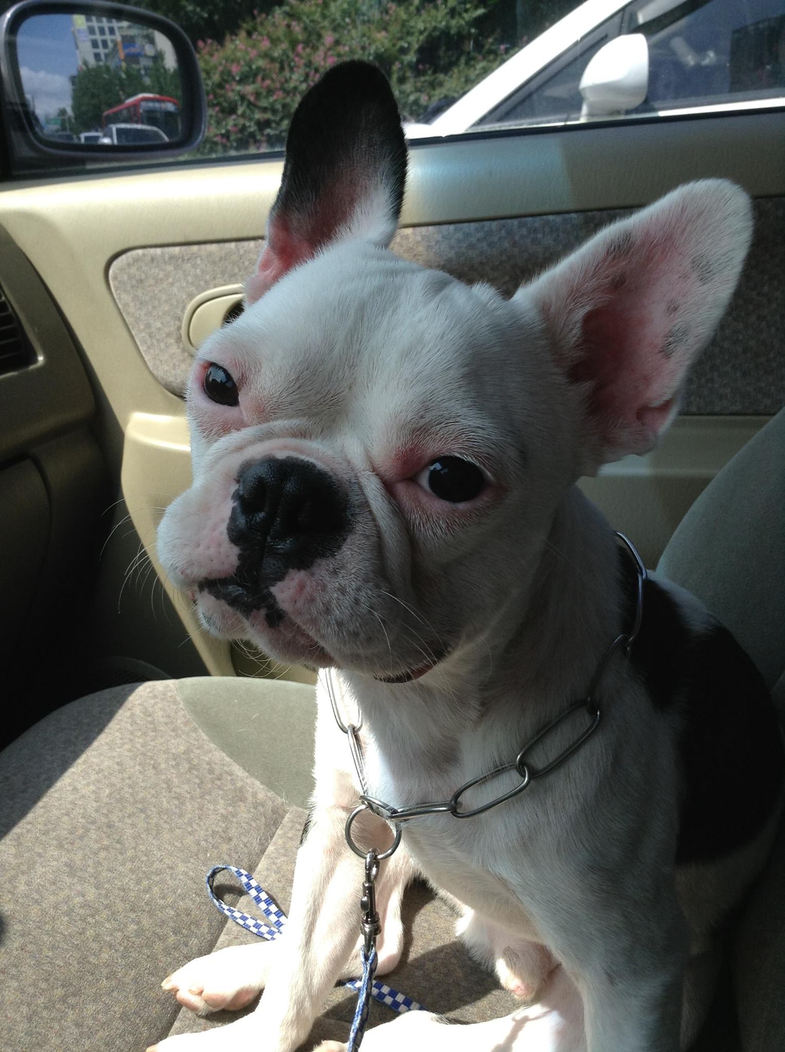 대구 가창에서 프랜치 불독 울라를 찾습니다.