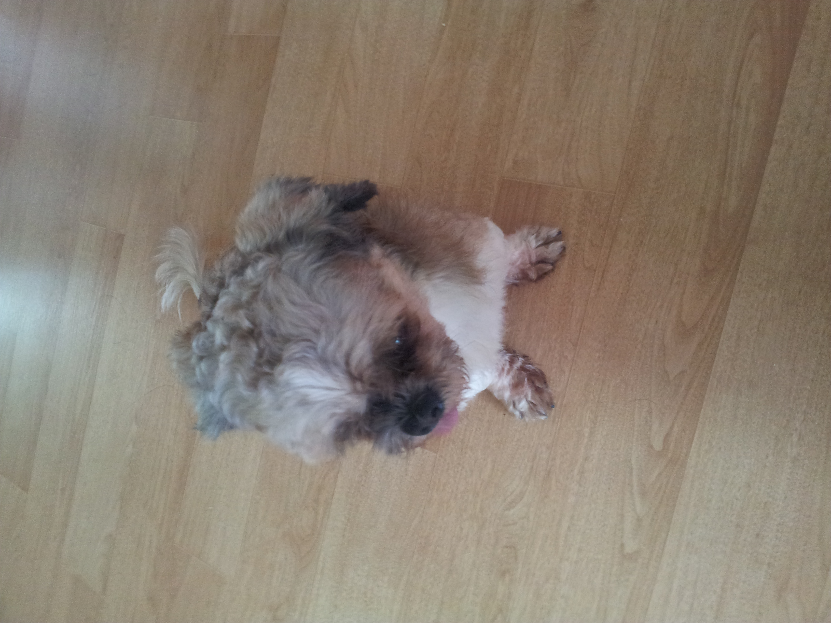 대구남구봉덕동 해피를 찾습니다