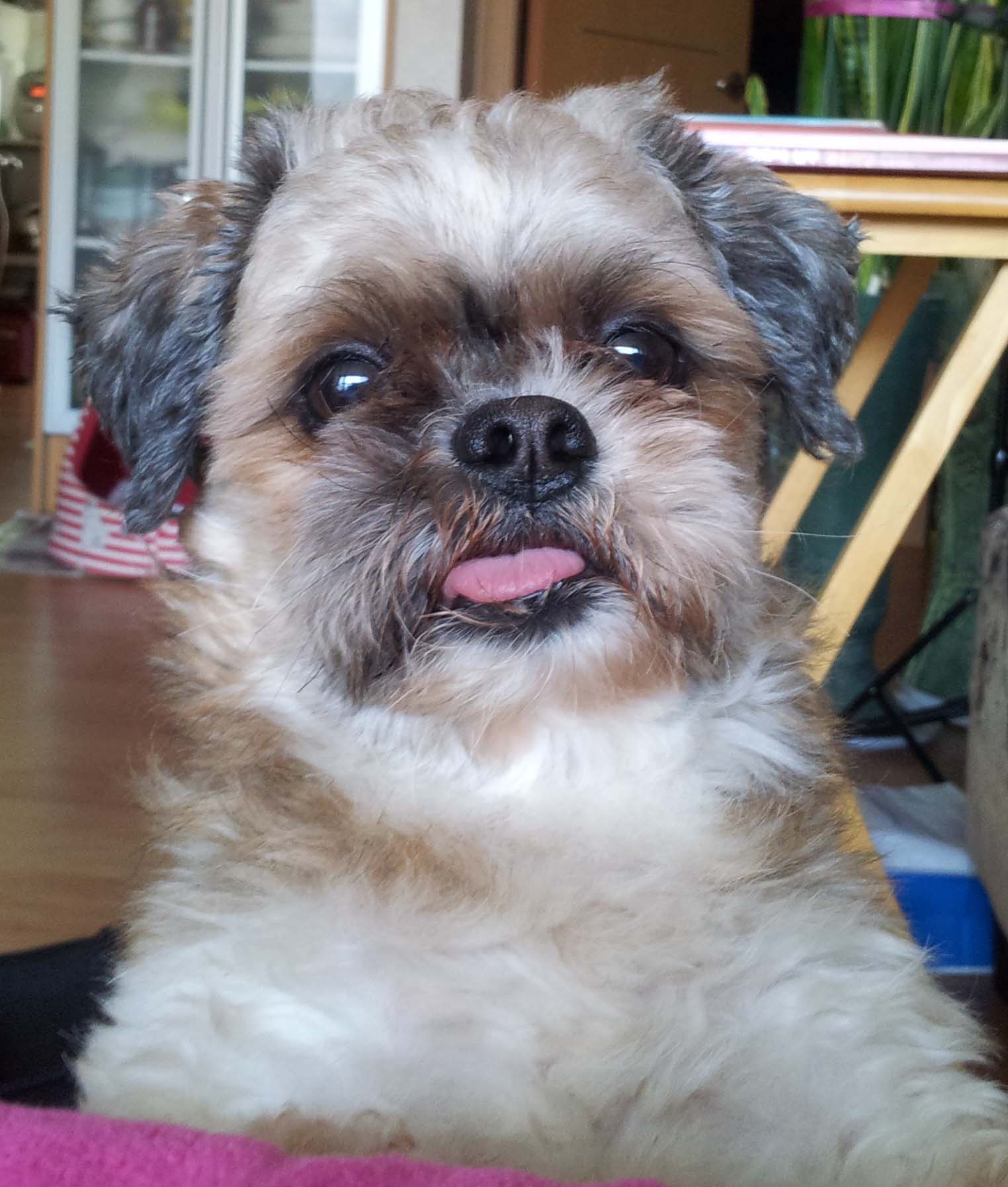 대구남구봉덕동 해피를 찾습니다