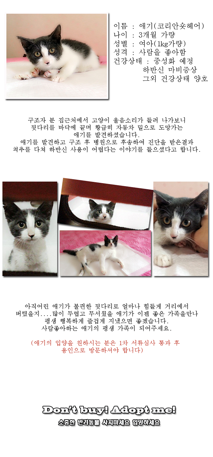 [D13-46관외] 척추손상으로 뒷다리가 마비된 애기