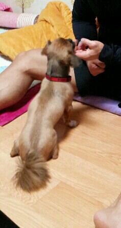 대전 자운대 공원쪽에서 습득한 갈색 소형견 , 꼬리만 남기고 미용된 상태로 발견