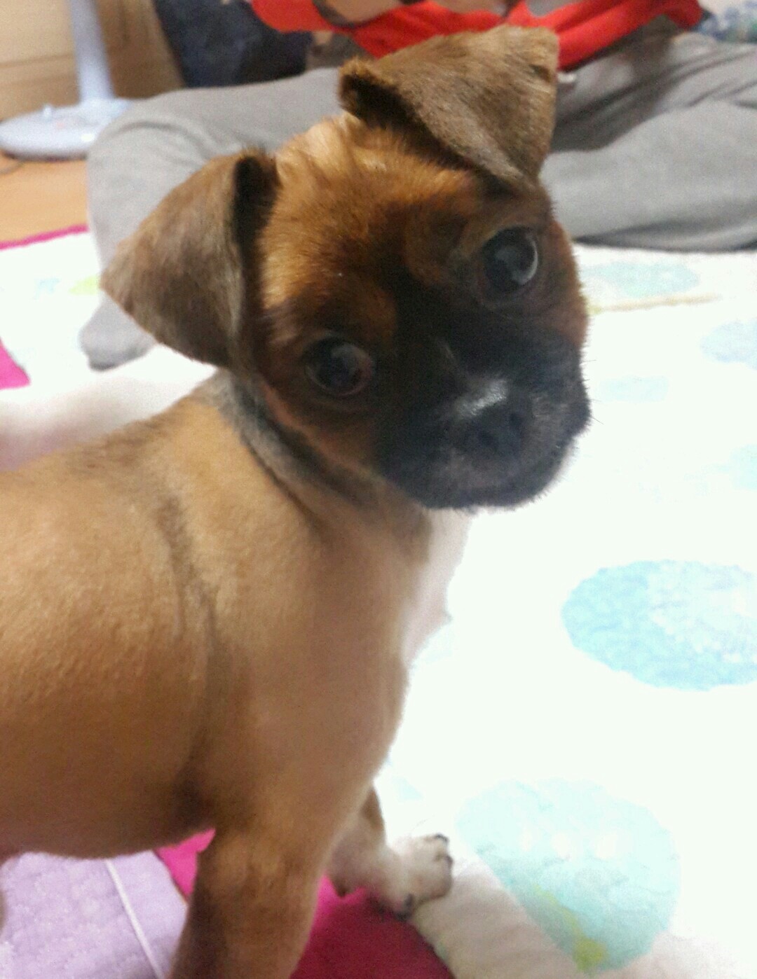 대전 자운대 공원쪽에서 습득한 갈색 소형견 , 꼬리만 남기고 미용된 상태로 발견