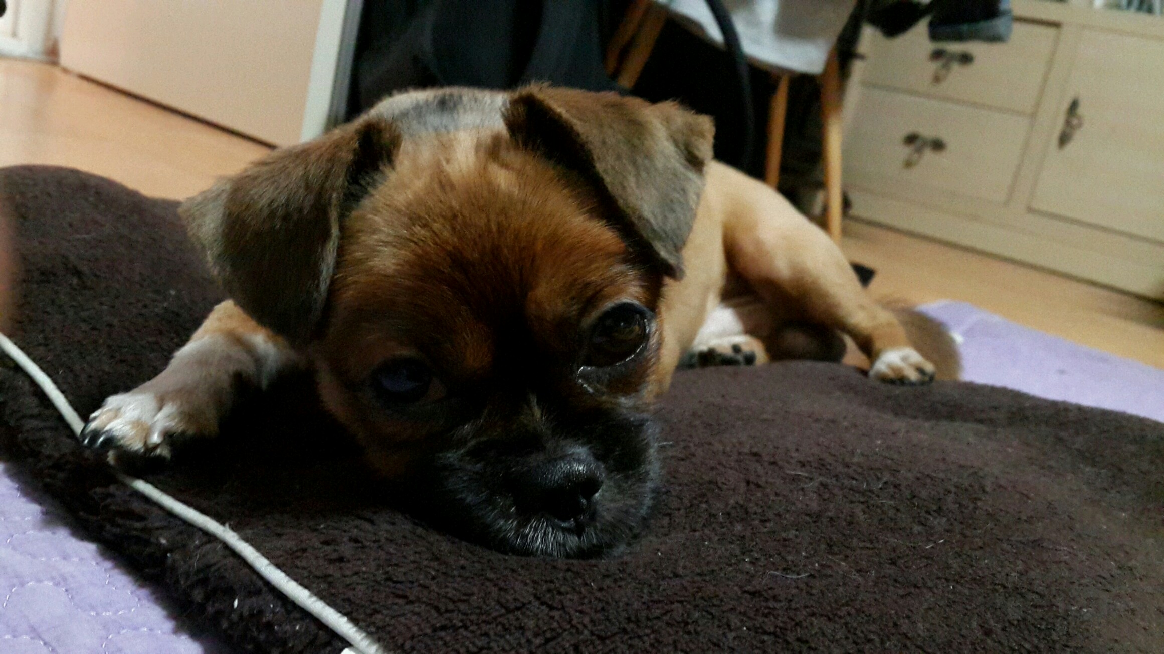 대전 자운대 공원쪽에서 습득한 갈색 소형견 , 꼬리만 남기고 미용된 상태로 발견