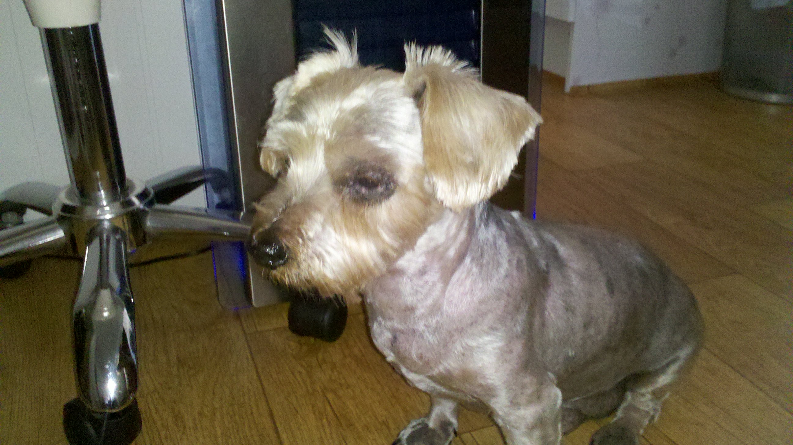 서울 송파구 가락동 요크셔 니키를 찾아요.