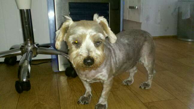 서울 송파구 가락동 요크셔 니키를 찾아요.