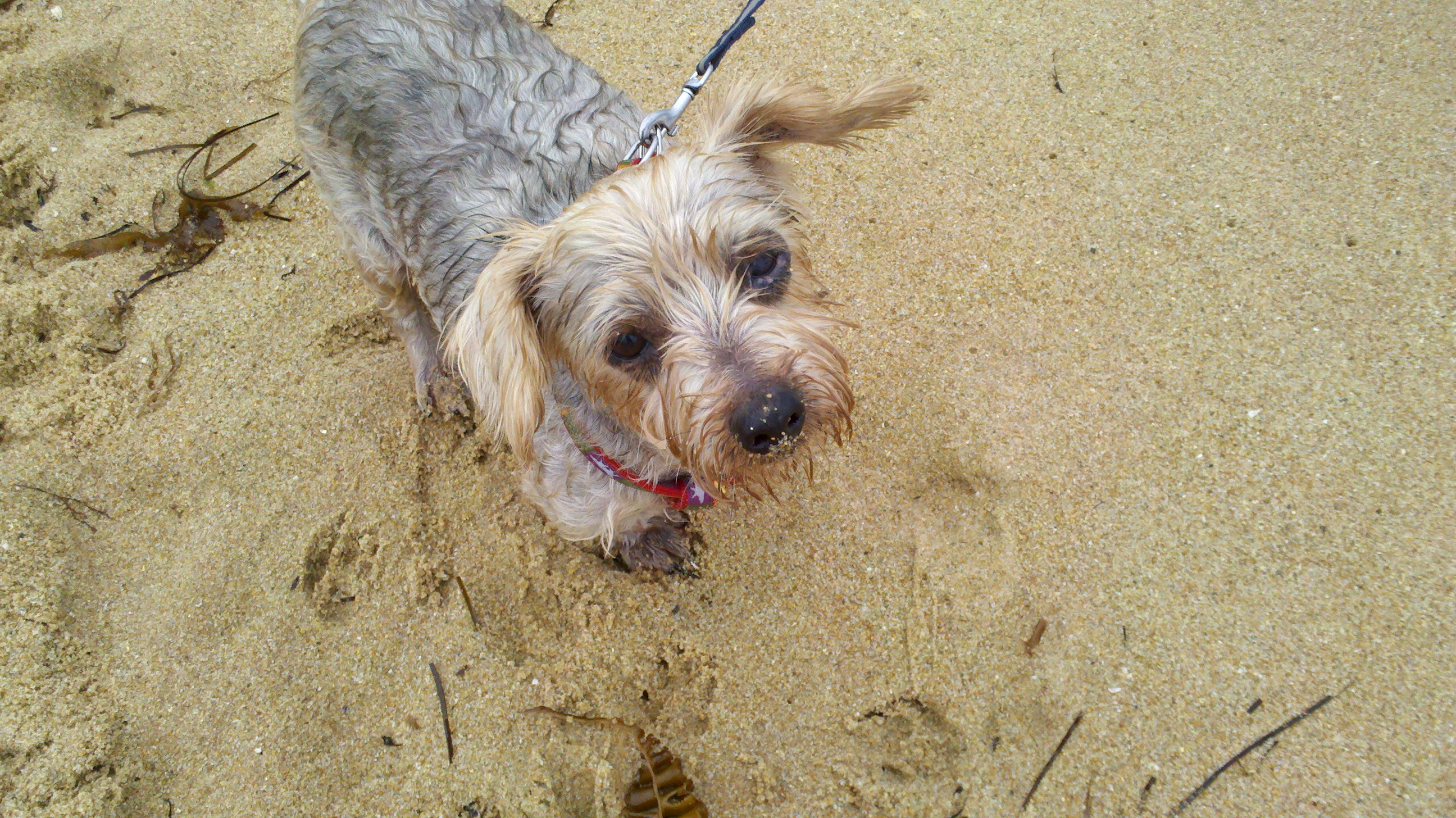 서울 송파구 가락동 요크셔 니키를 찾아요.