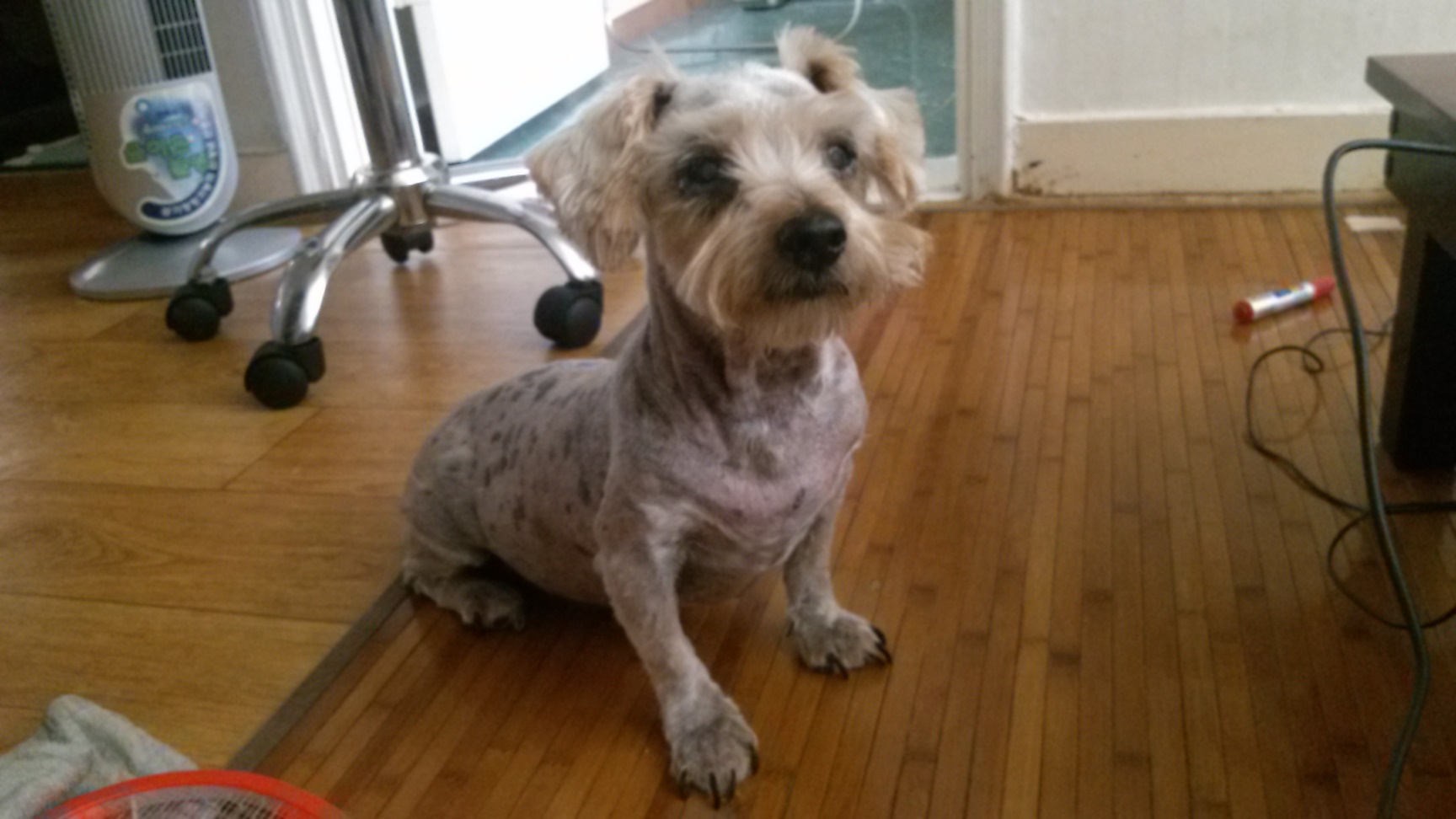 서울 송파구 가락동 요크셔 니키를 찾아요.