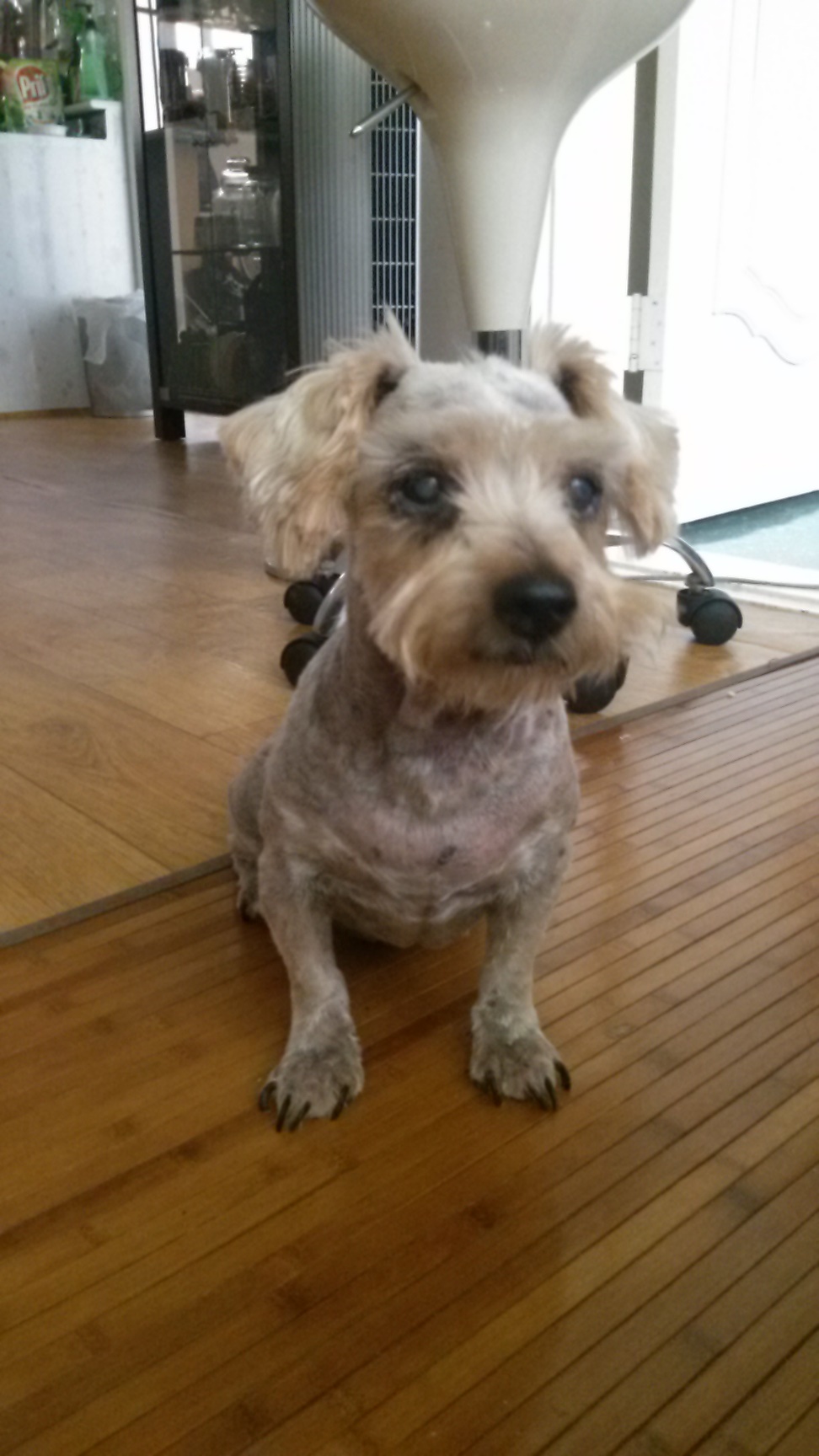 서울 송파구 가락동 요크셔 니키를 찾아요.