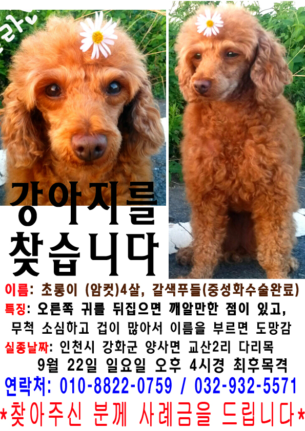 인천 강화군(갈색푸들)초롱이를 찾습니다