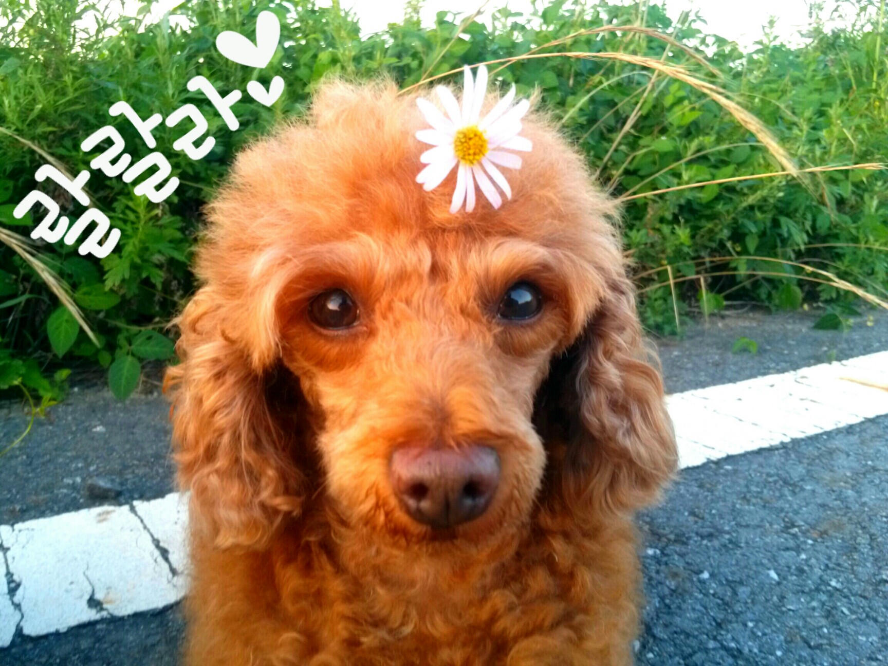 인천 강화군(갈색푸들)초롱이를 찾습니다