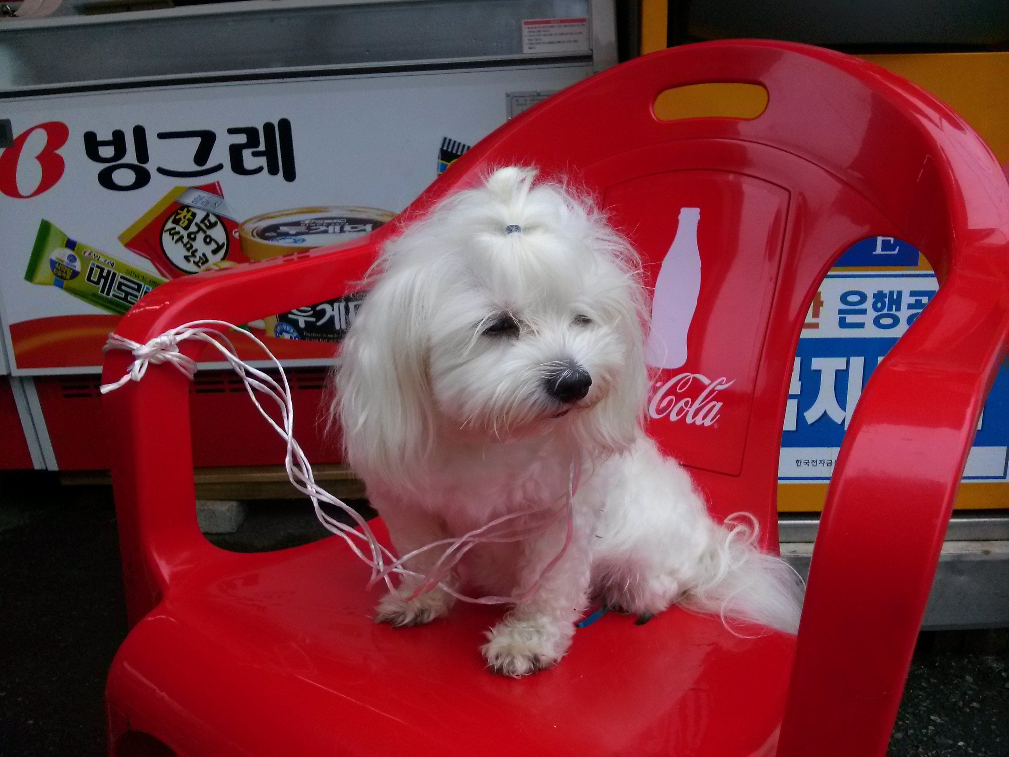 말티즈 숫놈 주인찾아요 서울 강동구 천호동
