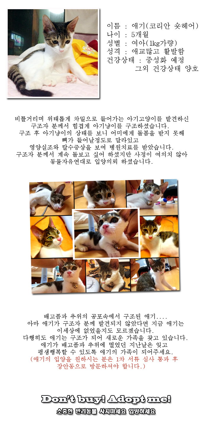 [D13-47관외]극심한 탈수와 영양실조상태에서 구조된 애기