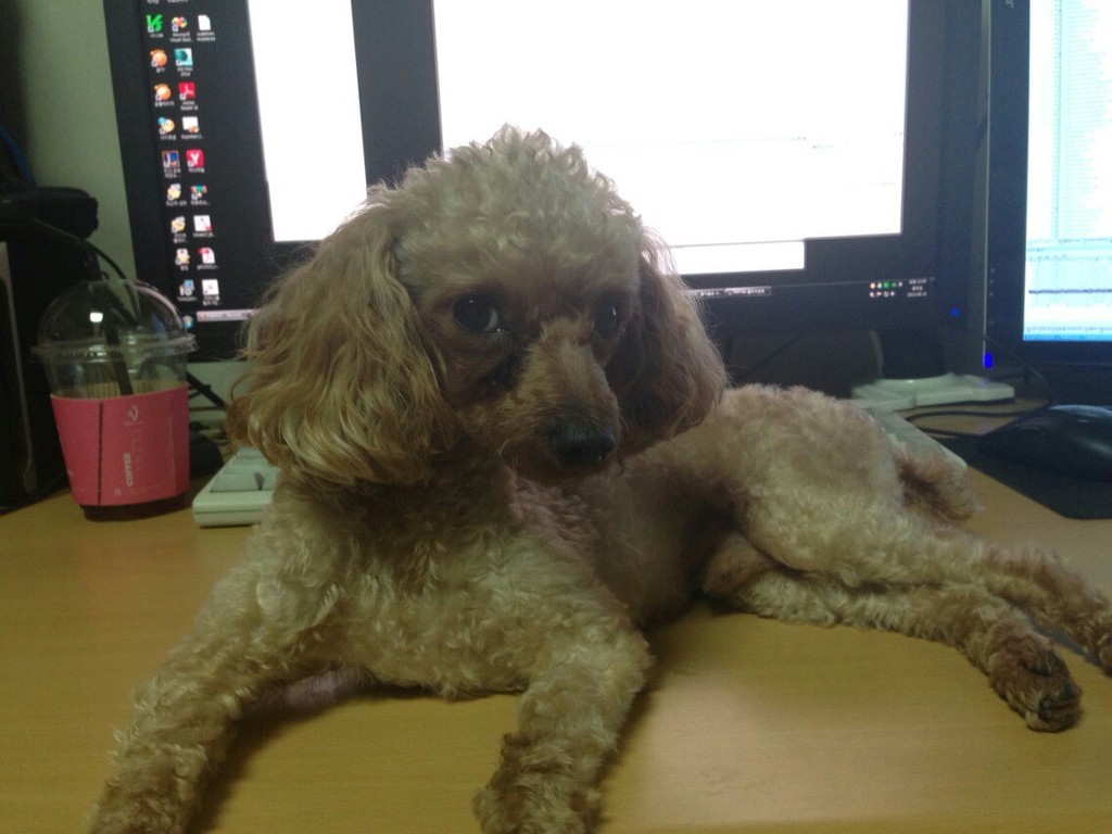 금천구지역 갈색푸들남아를 찾습니다