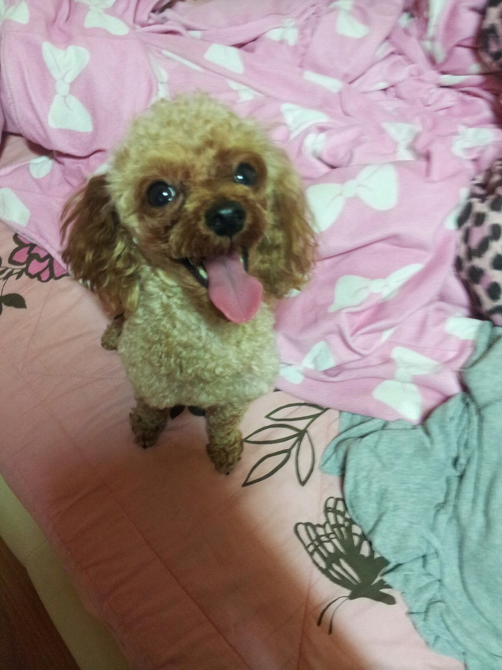 금천구지역 갈색푸들남아를 찾습니다